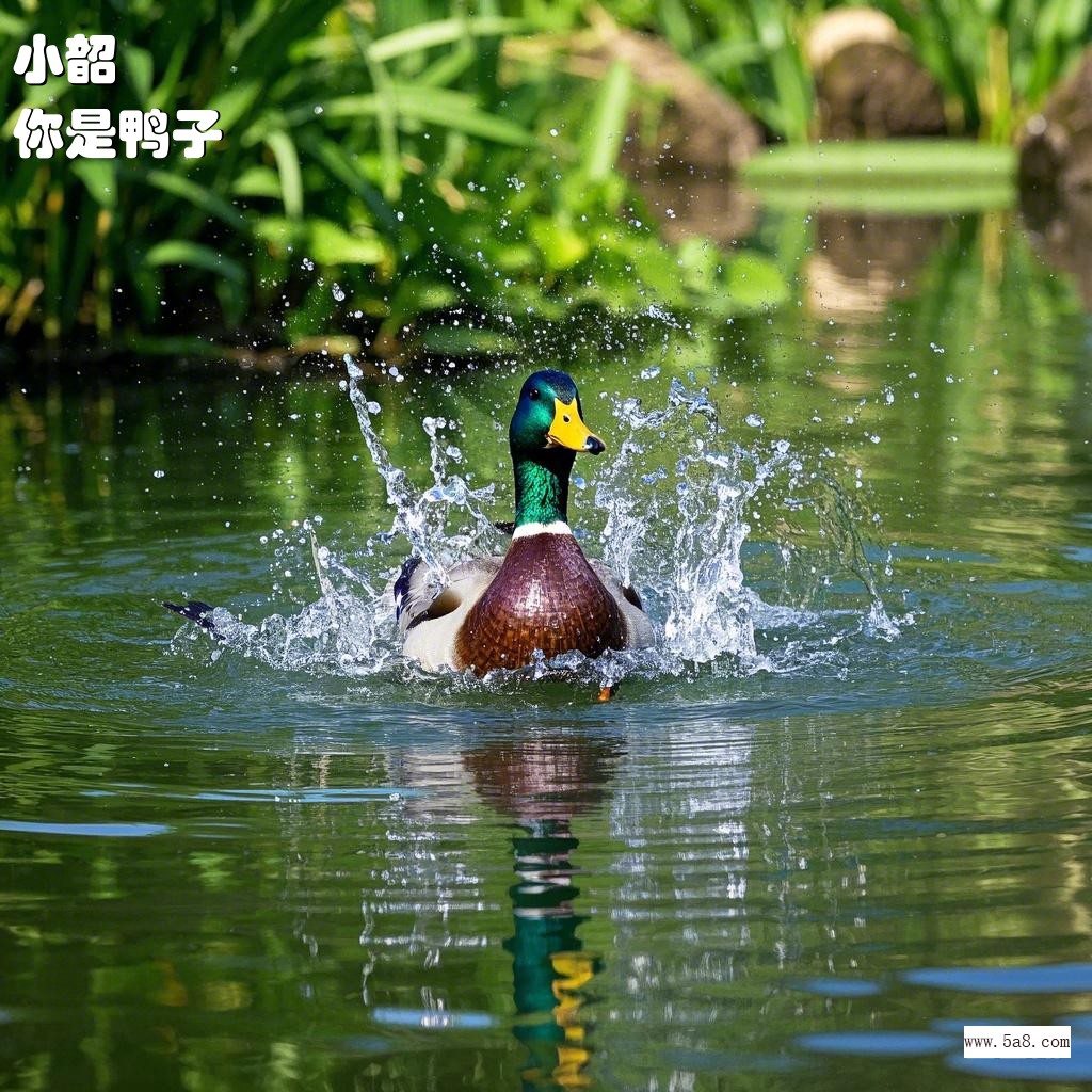 你是鸭子小韶搞笑图片