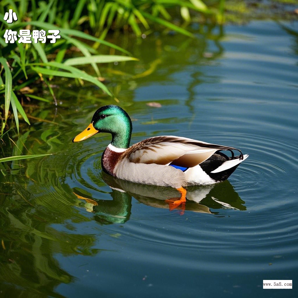 你是鸭子小欎搞笑图片