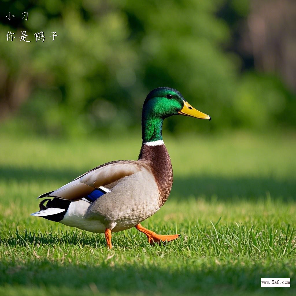 你是鸭子小习搞笑图片