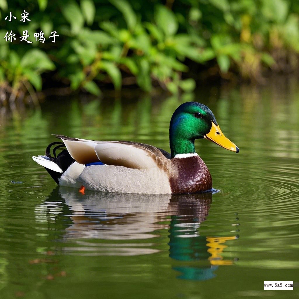 你是鸭子小宋搞笑图片