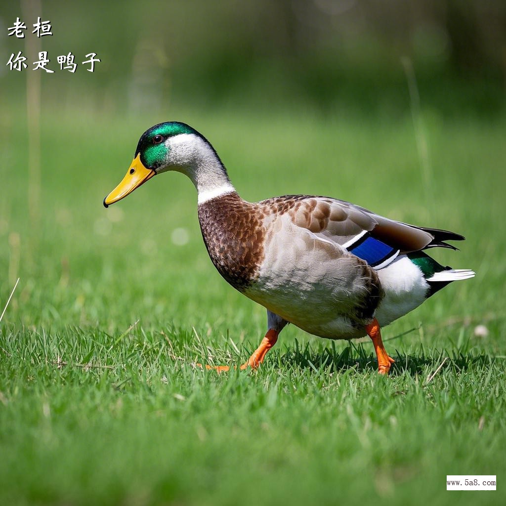 你是鸭子老桓搞笑图片