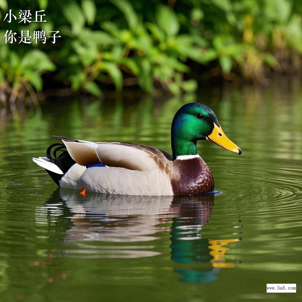 你是鸭子小梁丘搞笑图片