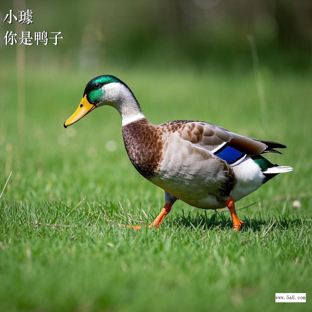 你是鸭子小璩搞笑图片