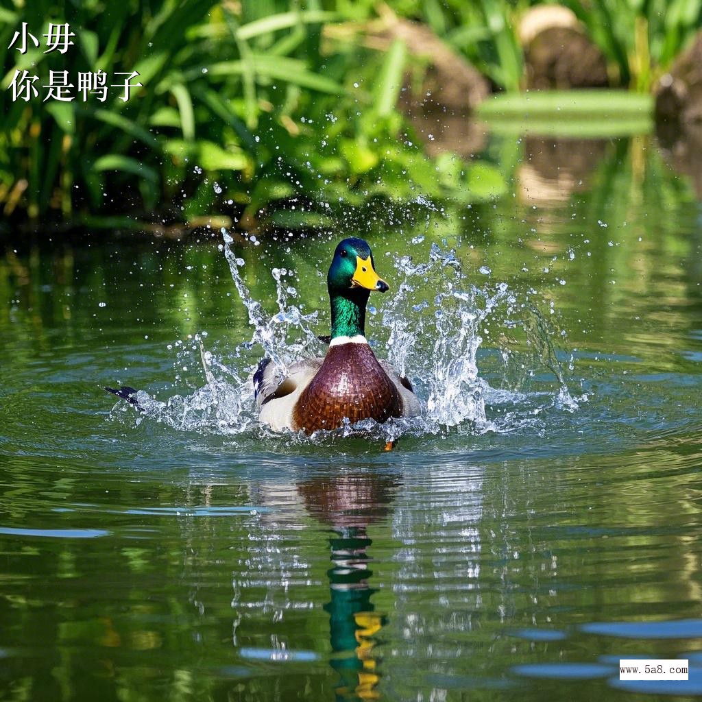你是鸭子小毋搞笑图片