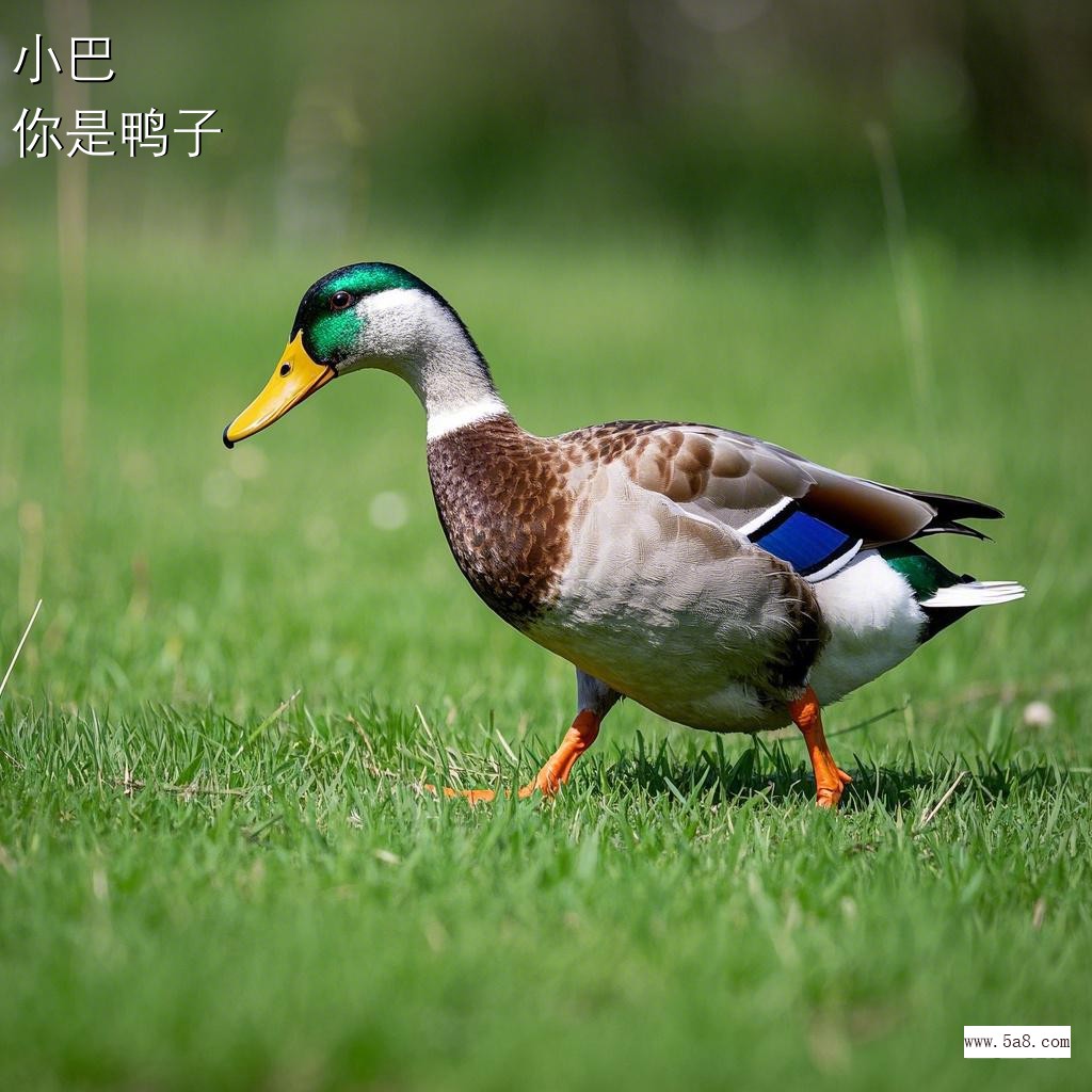 你是鸭子小巴搞笑图片