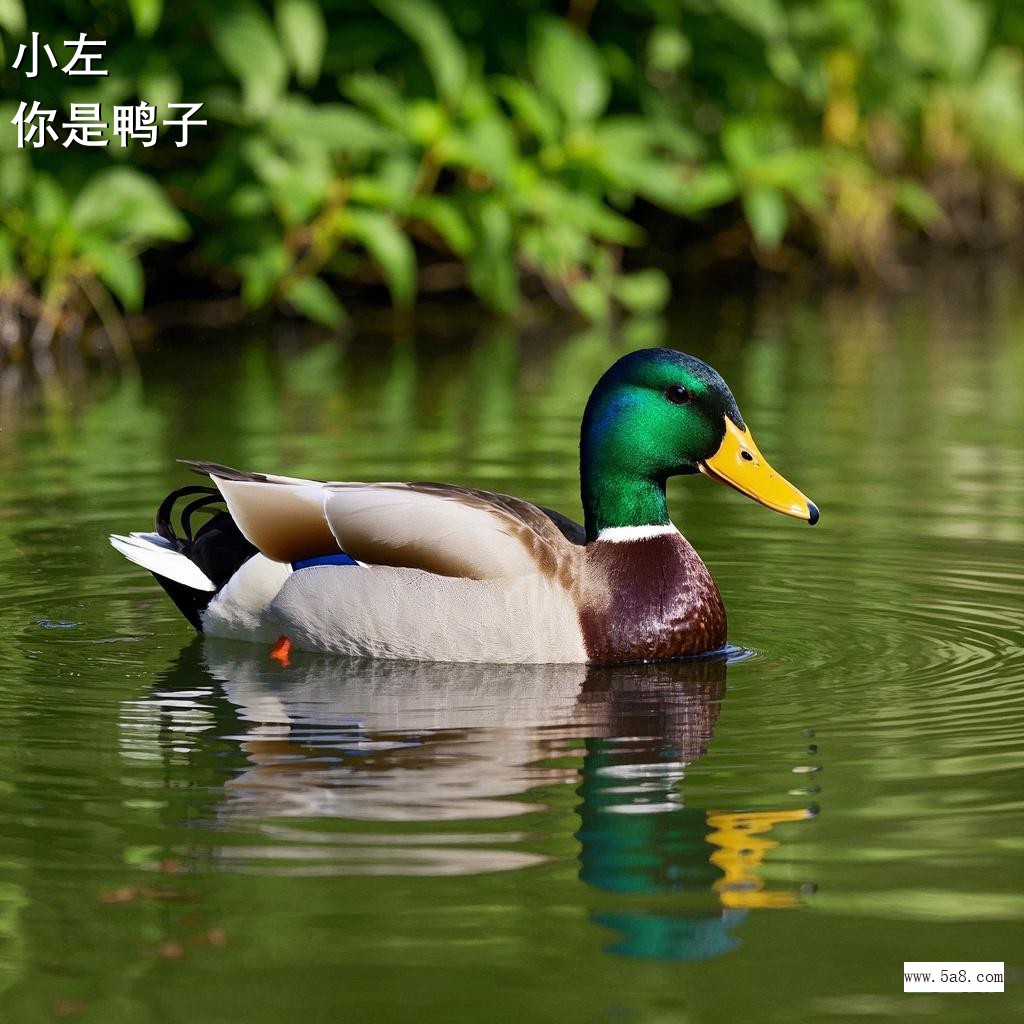 你是鸭子小左搞笑图片