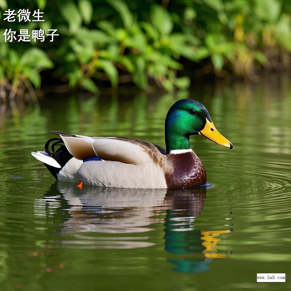 你是鸭子老微生搞笑图片