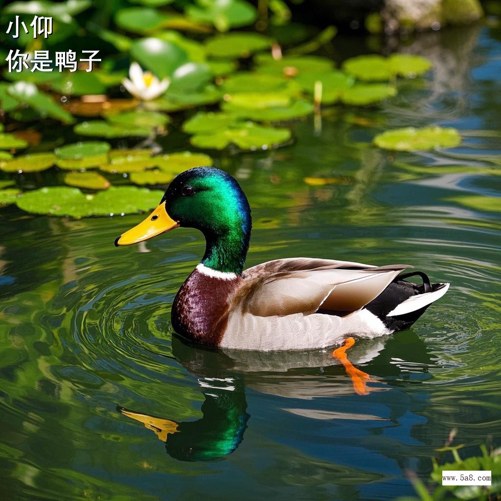 你是鸭子小仰搞笑图片