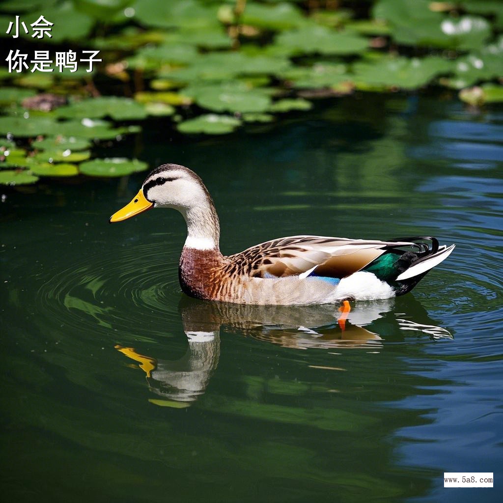 你是鸭子小佘搞笑图片