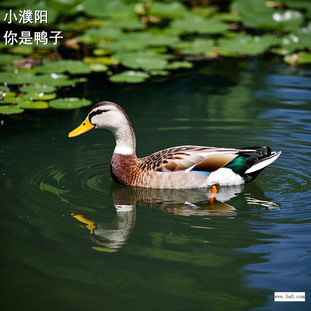 你是鸭子小濮阳搞笑图片