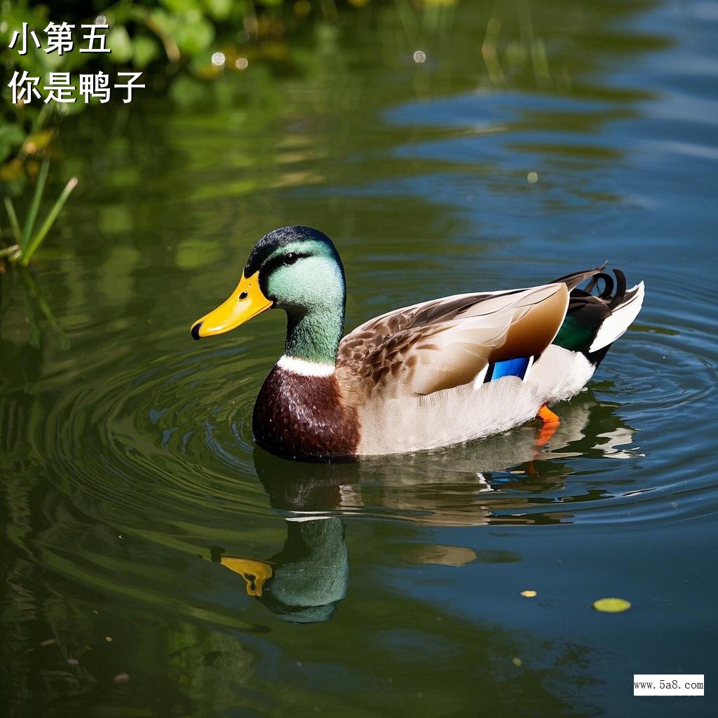 你是鸭子小第五搞笑图片