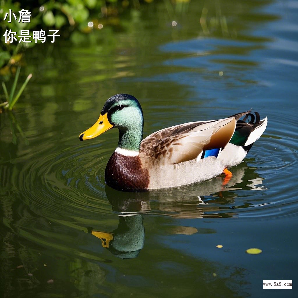 你是鸭子小詹搞笑图片