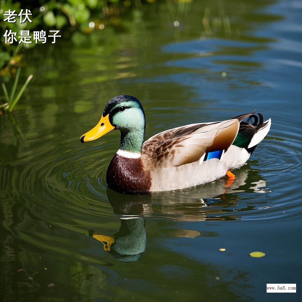 你是鸭子老伏搞笑图片