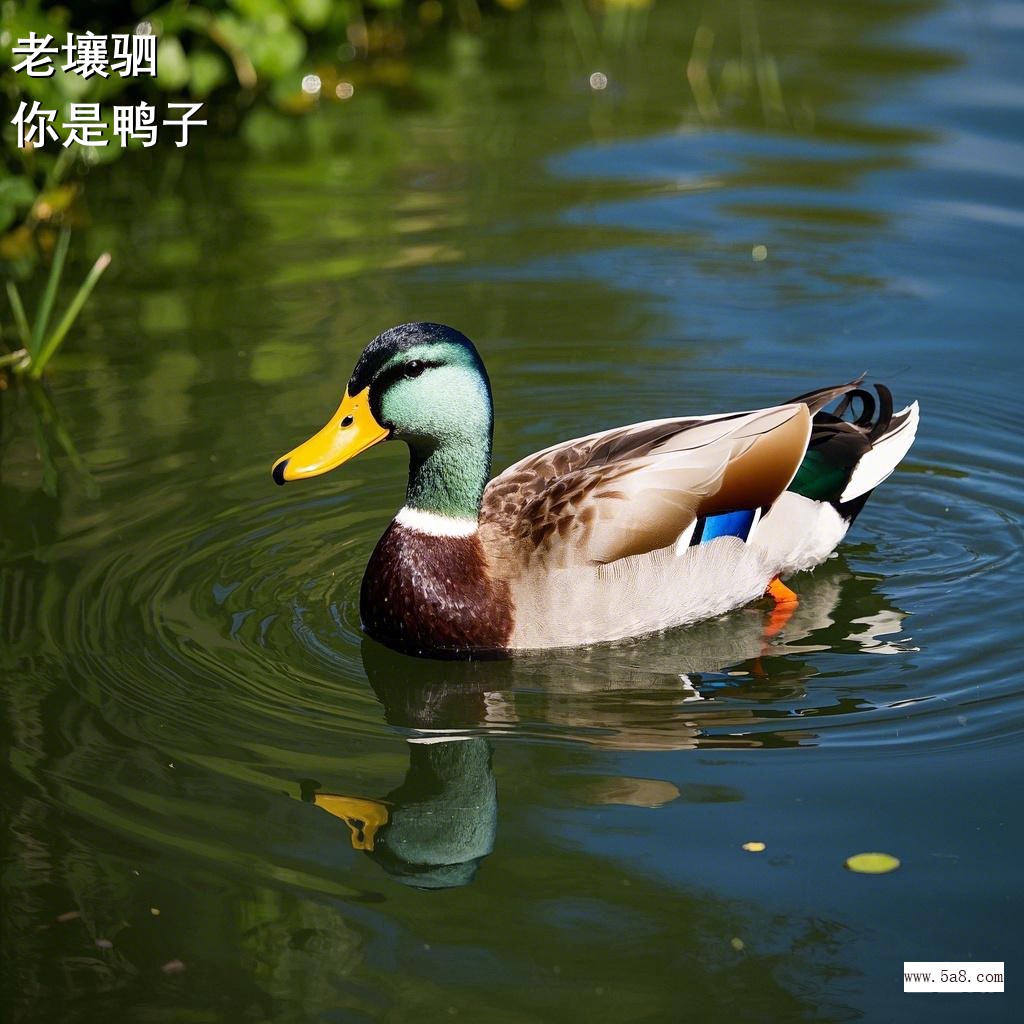 你是鸭子老壤驷搞笑图片