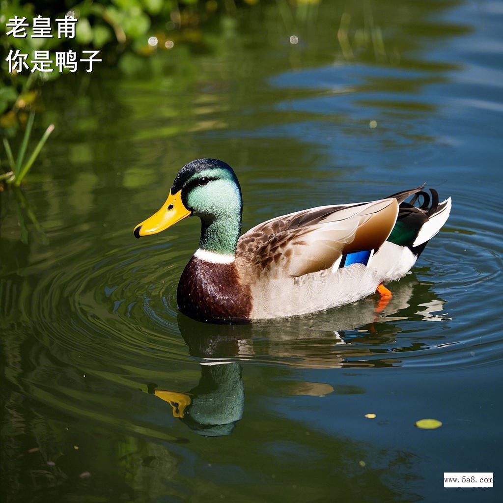 你是鸭子老皇甫搞笑图片