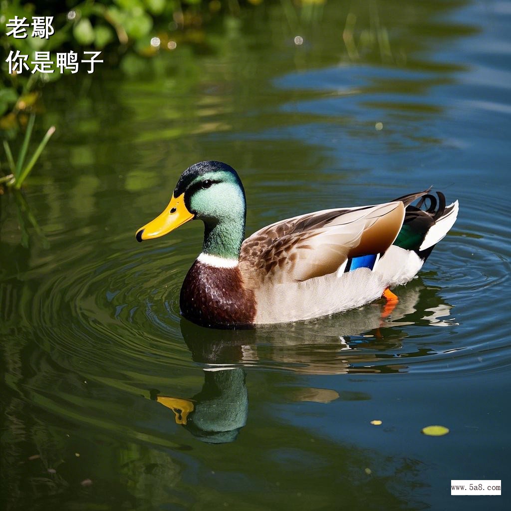 你是鸭子老鄢搞笑图片