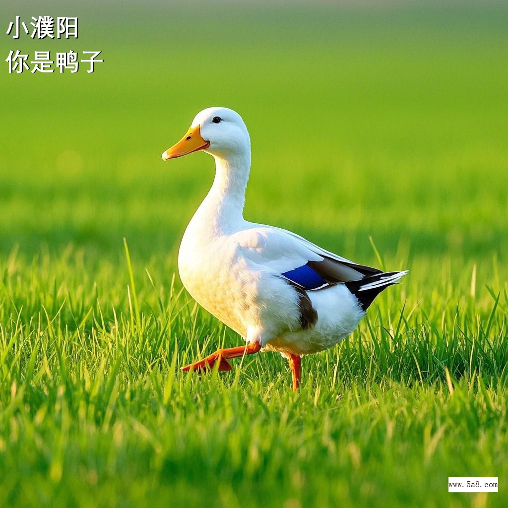 你是鸭子小濮阳搞笑图片