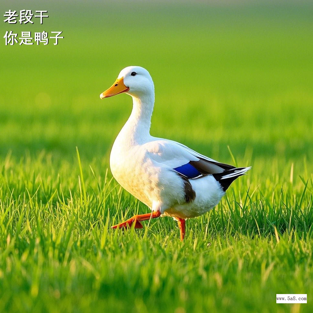 你是鸭子老段干搞笑图片
