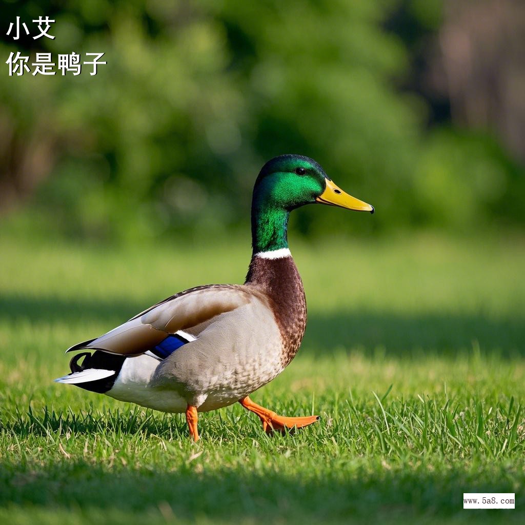 你是鸭子小艾搞笑图片