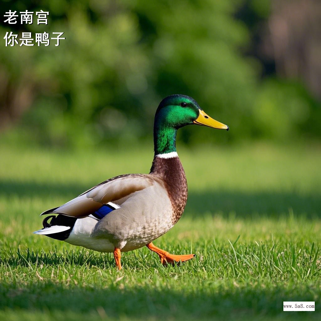 你是鸭子老南宫搞笑图片