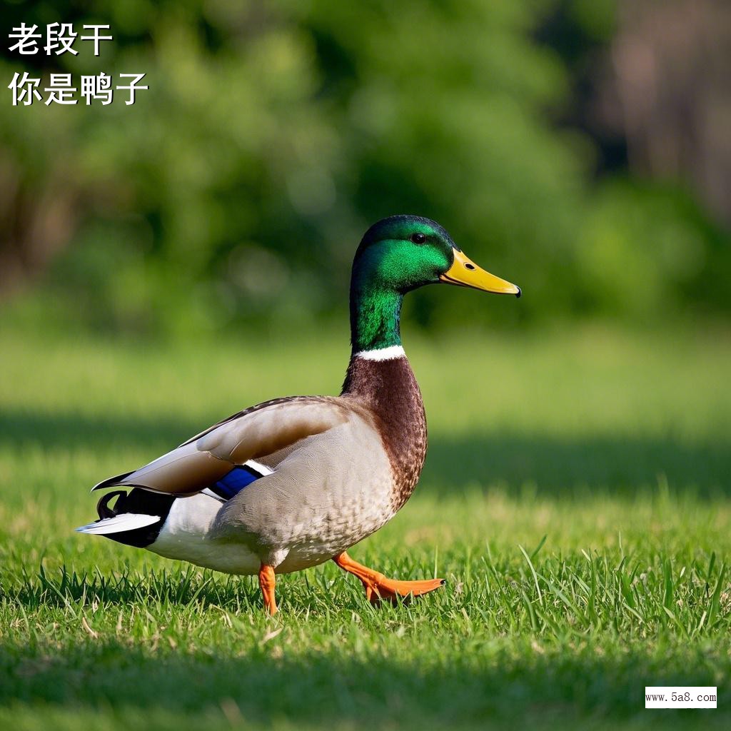 你是鸭子老段干搞笑图片