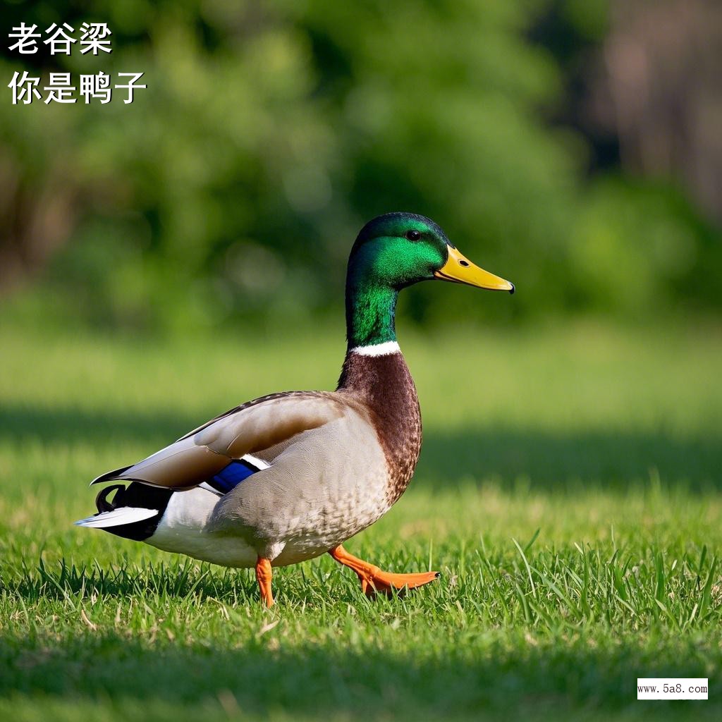 你是鸭子老谷梁搞笑图片