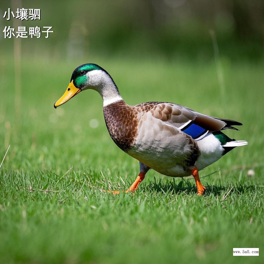 你是鸭子小壤驷搞笑图片