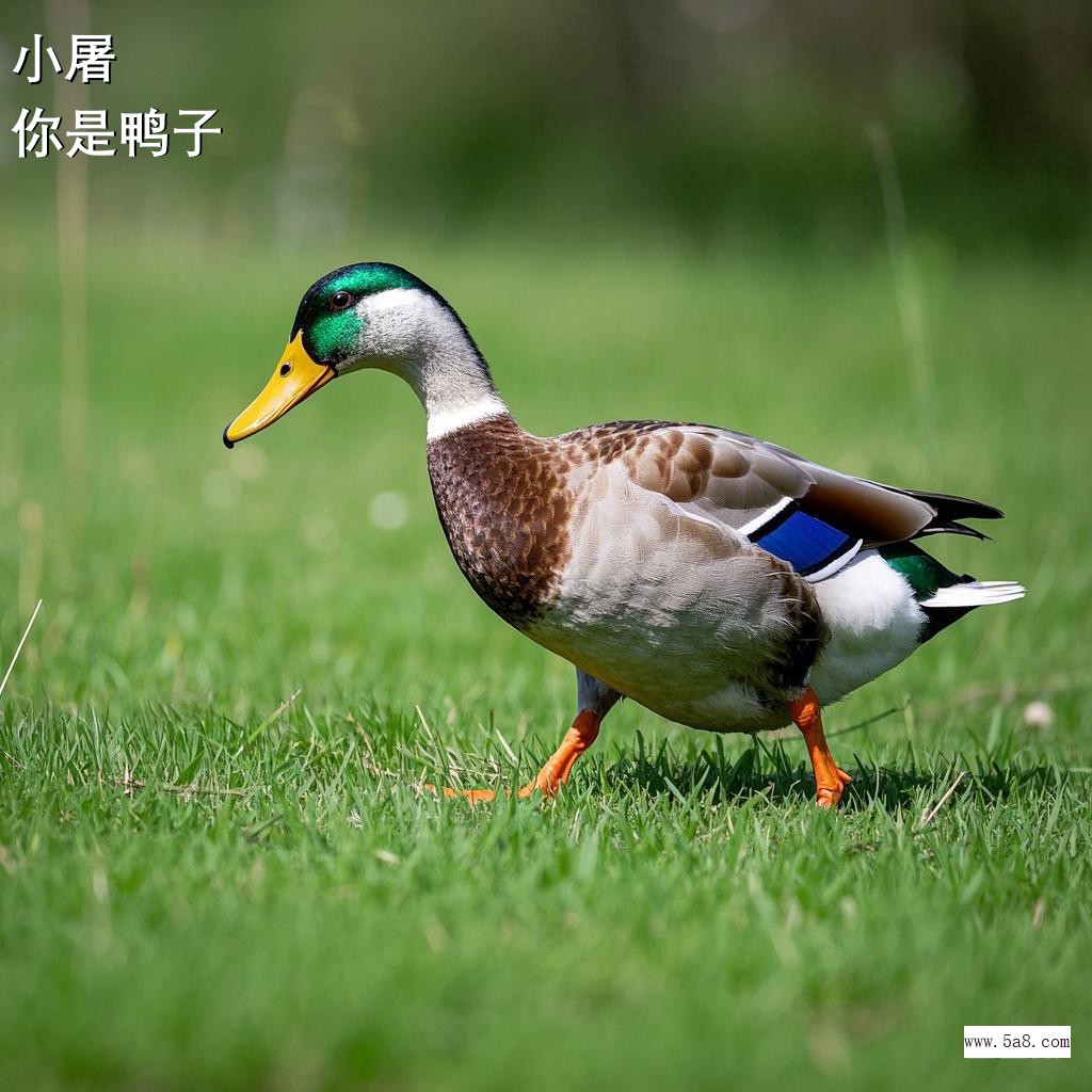 你是鸭子小屠搞笑图片