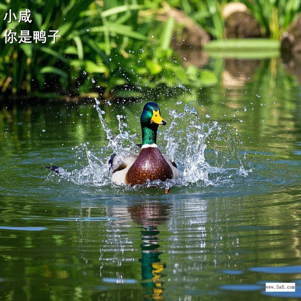 你是鸭子小咸搞笑图片