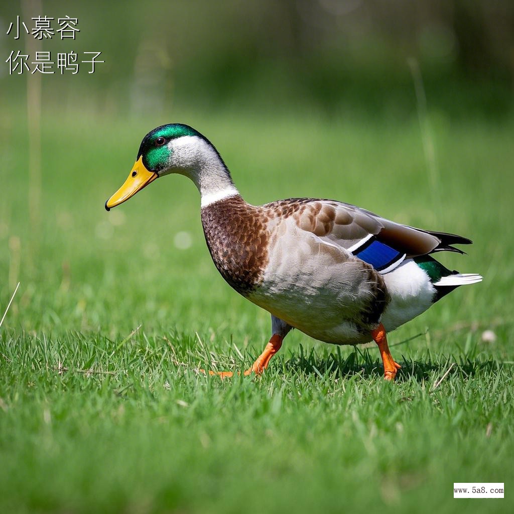 你是鸭子小慕容搞笑图片