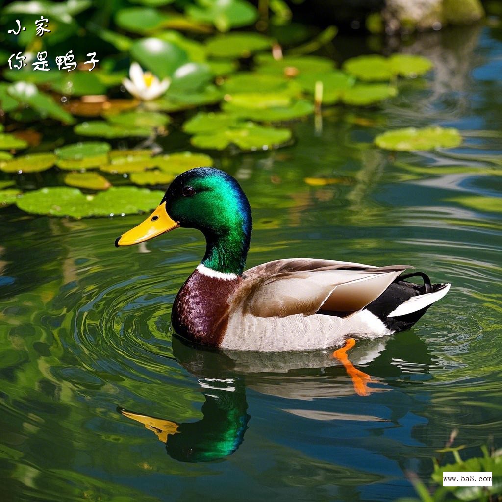 你是鸭子小家搞笑图片