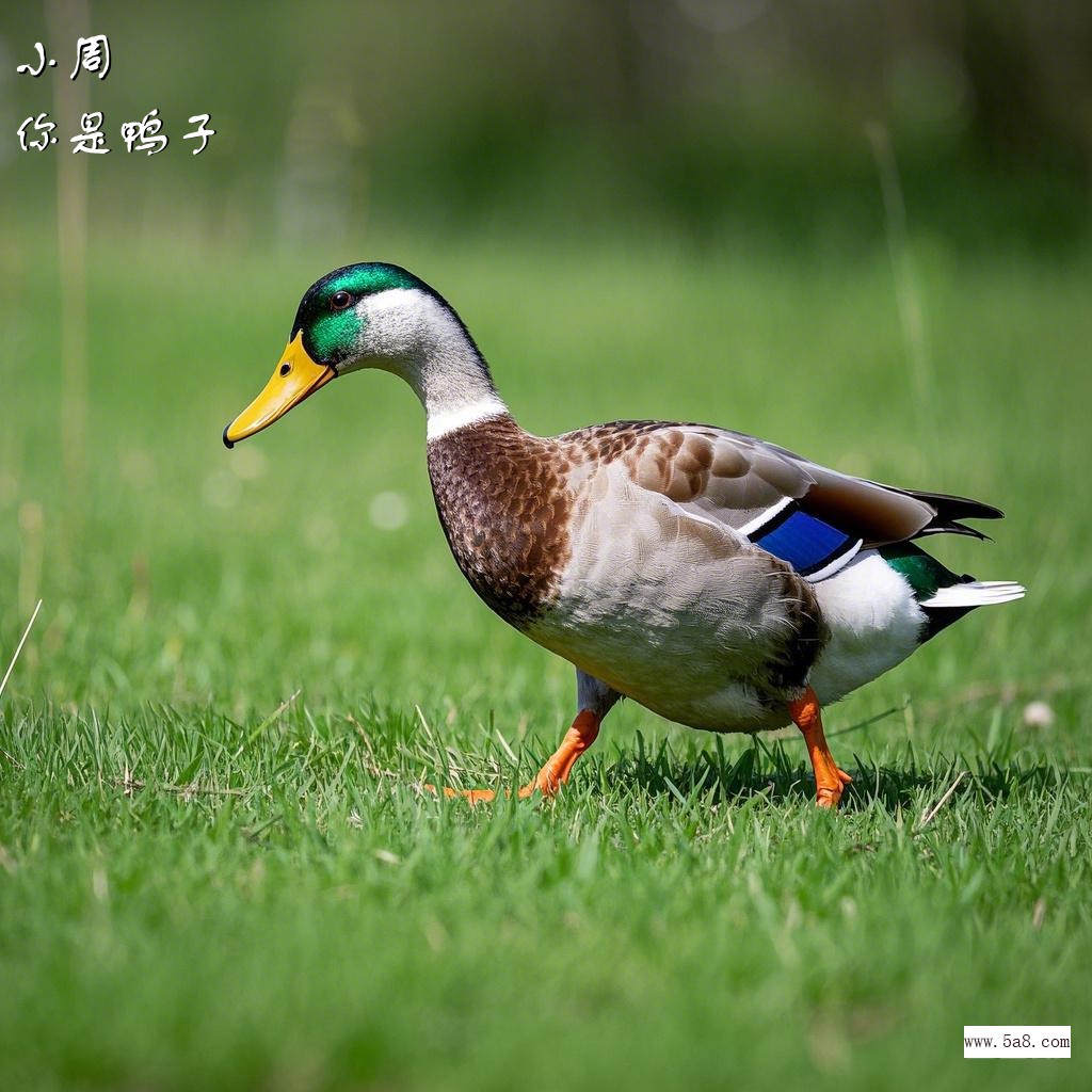 你是鸭子小周搞笑图片
