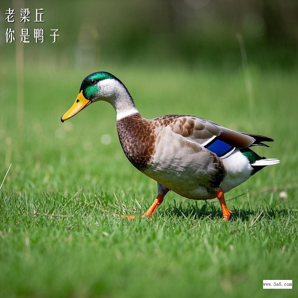 你是鸭子老梁丘搞笑图片