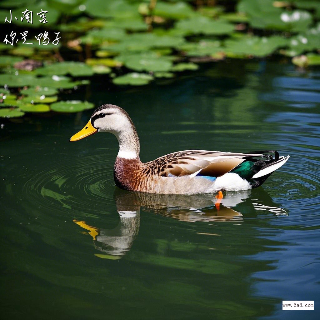 你是鸭子小南宫搞笑图片